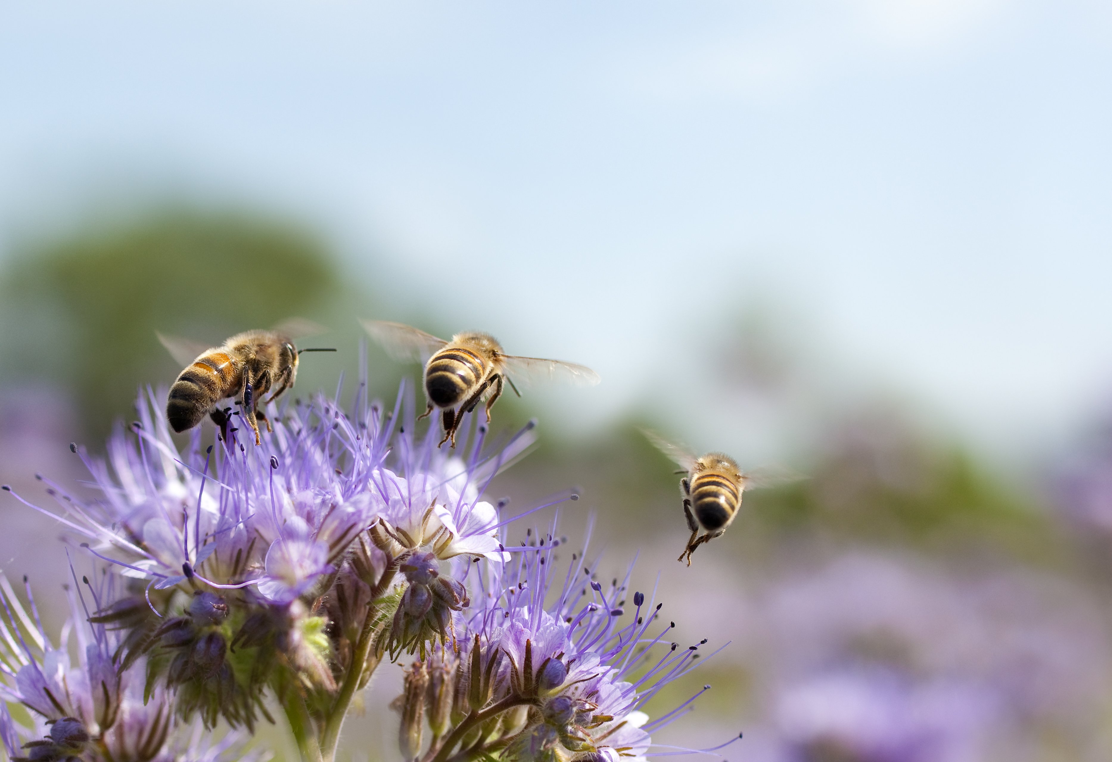 bee on flowers