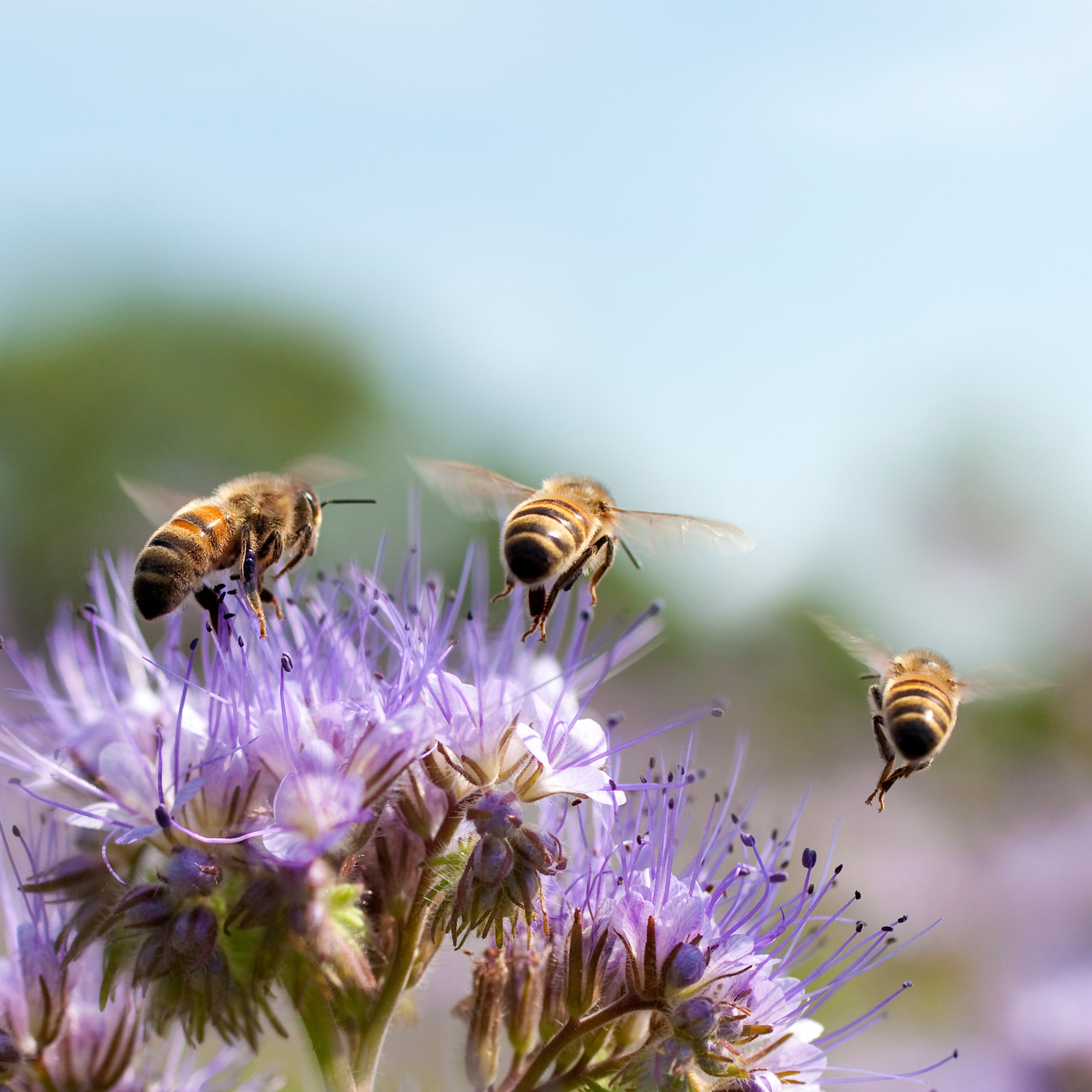 bees around flower